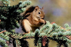 Червона білка - резидент північноамериканського континенту Червона білка - резидент північноамериканського континенту